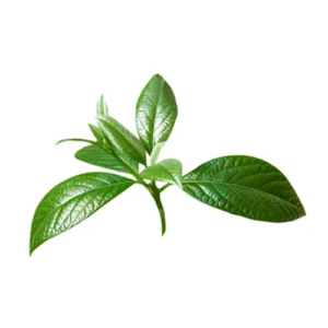 Avocatier Feuille Coupée