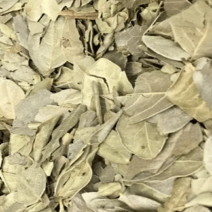 Boldo Feuille Coupée