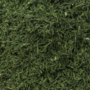 Aneth Verte Feuille