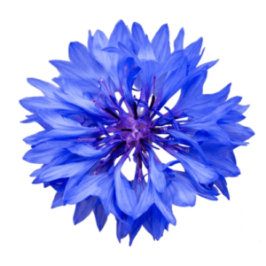 Bleuet Bleu Fleur et Calice Extraction